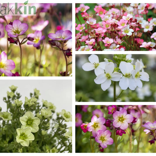 Saxifraga Mix (5 plants for £32) One Click Plants