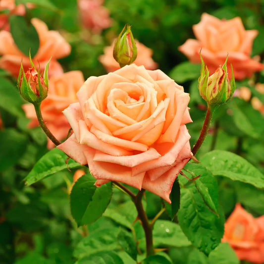 'Schoolgirl' Orange Climbing Rose One Click Plants