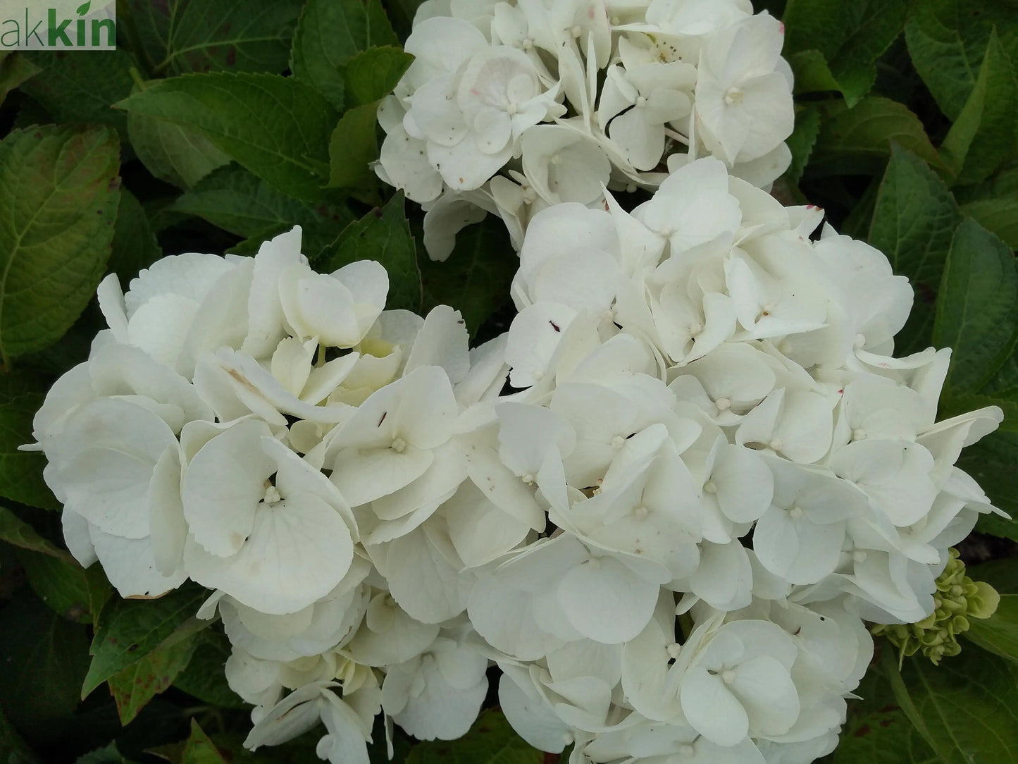Hydrangea macrophylla 'Shakira' 9cm One Click Plants