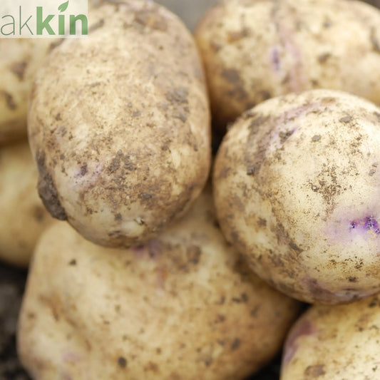 Kestrel Seed Potatoes 2KG One Click Plants