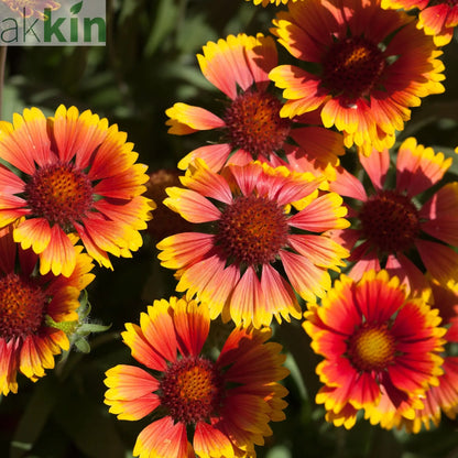 Gaillardia 1.5L (Our Choice) One Click Plants