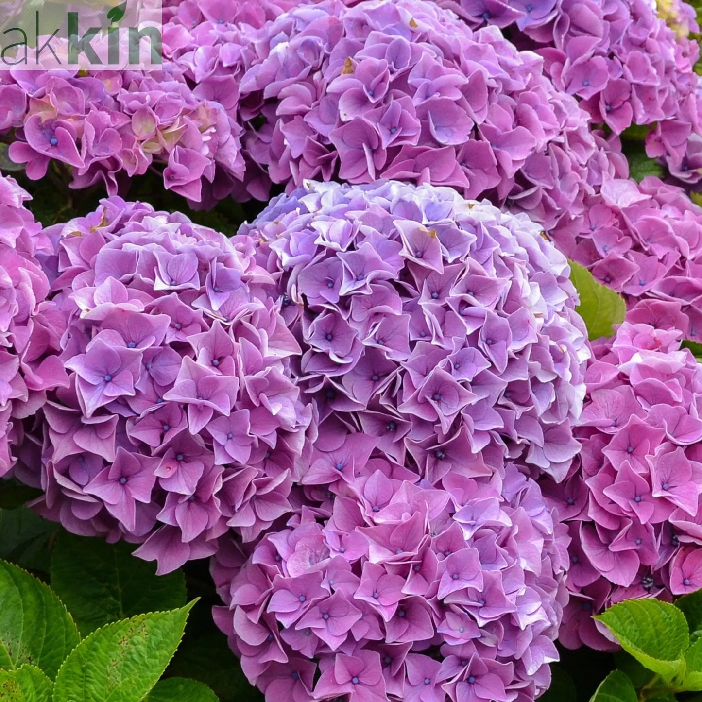 Hydrangea macrophylla | Surprise colour 1.5L (Our Choice) One Click Plants