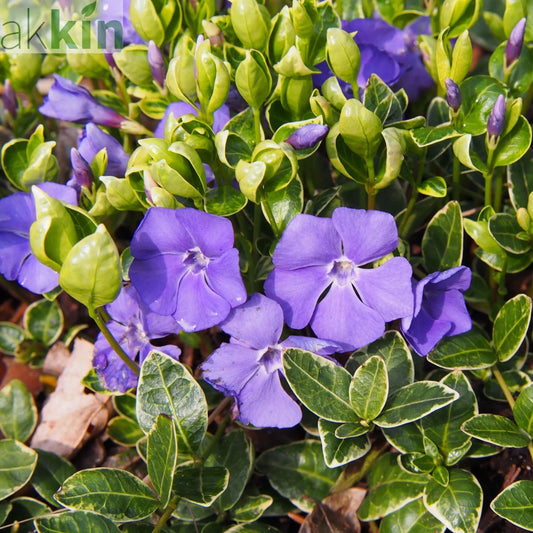 Vinca minor 'Ralph Shugert' 2L One Click Plants