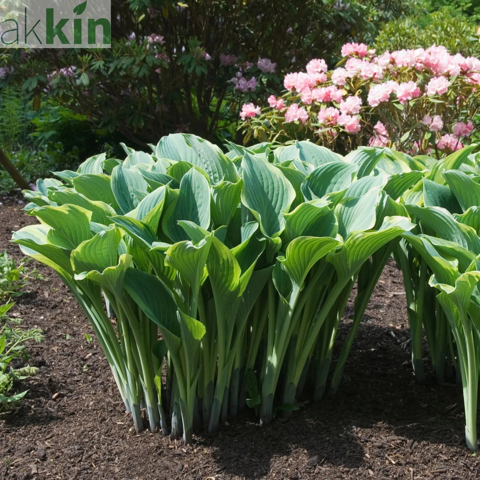 Hosta 'Regal Splendor' 9cm One Click Plants