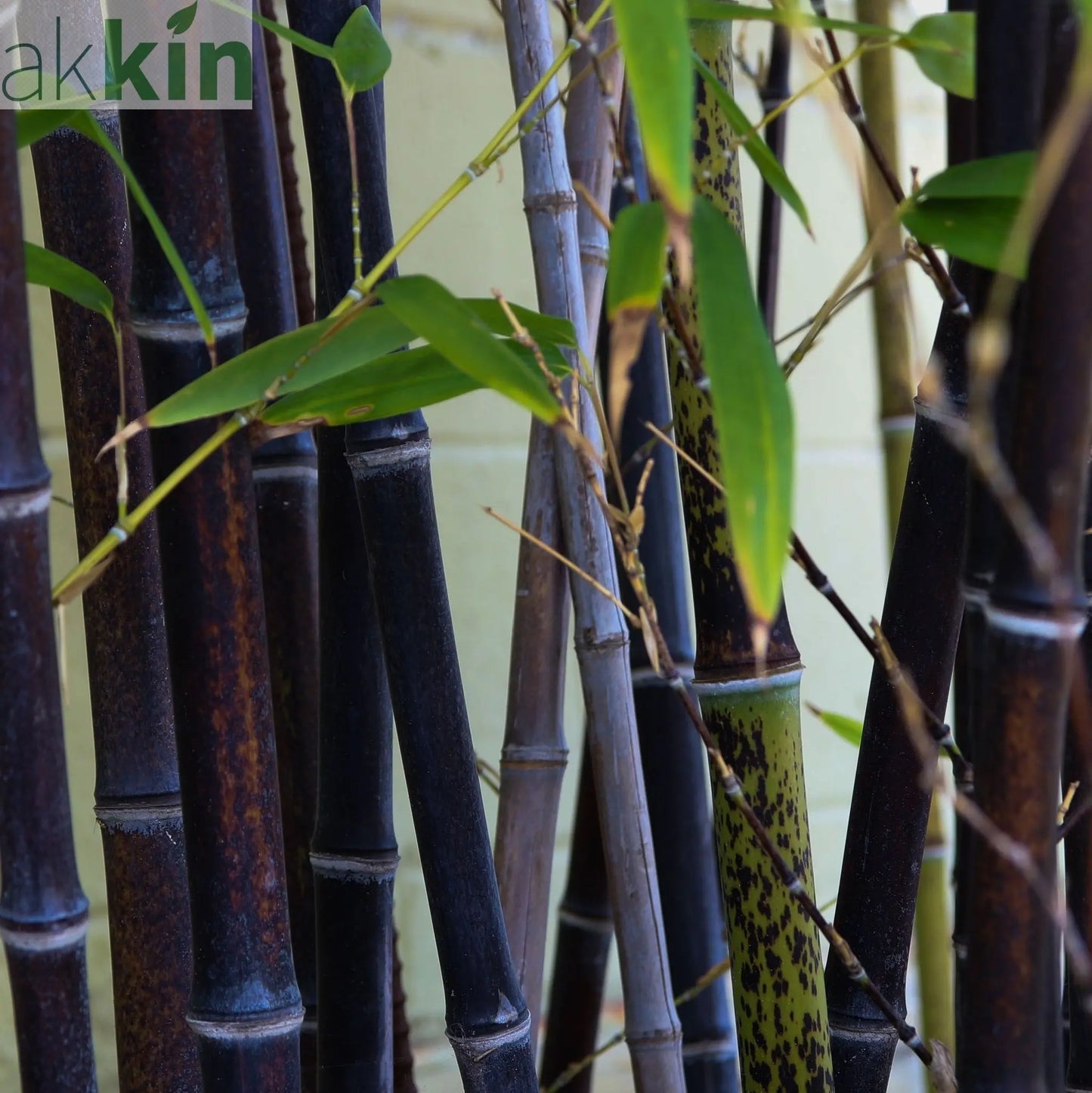 Phyllostachys nigra | Black Bamboo 80-90cm (Multi-Buy Offers) One Click Plants