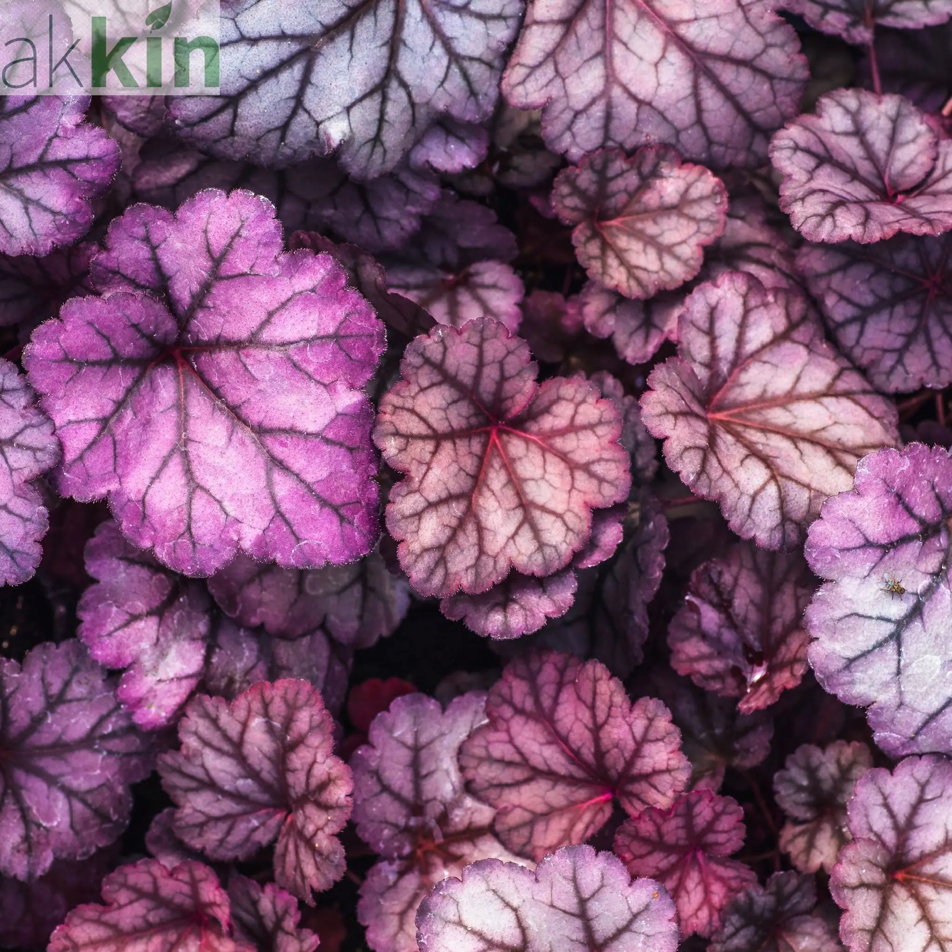 Heuchera 'Obsidian' 2L One Click Plants