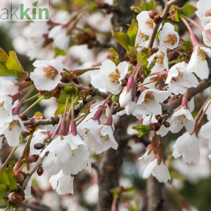 Prunus Ornamental Flowering Cherry Blossom Shrub - Incisa 'KOJOU-NO-MAI' 9cm / 2L / 4L One Click Plants