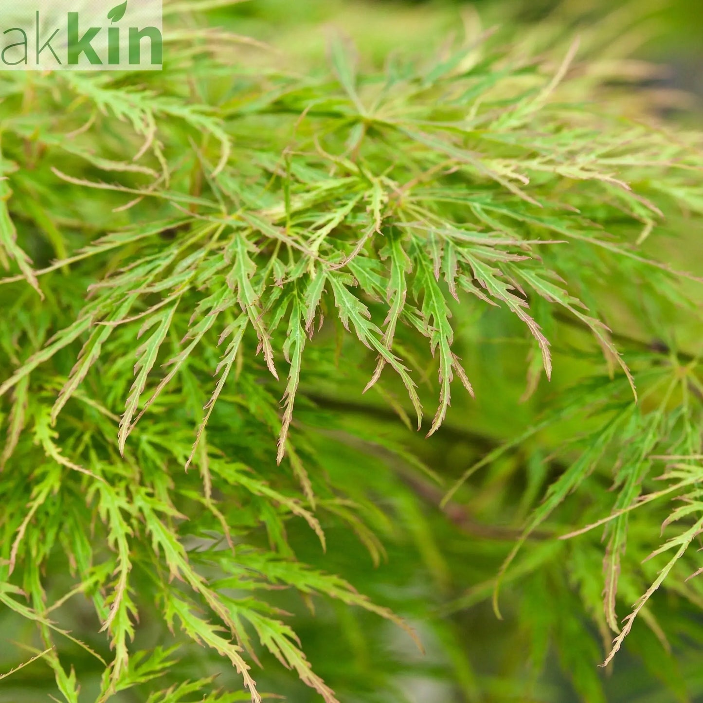Acer palmatum Dissectum  65L 180cm One Click Plants