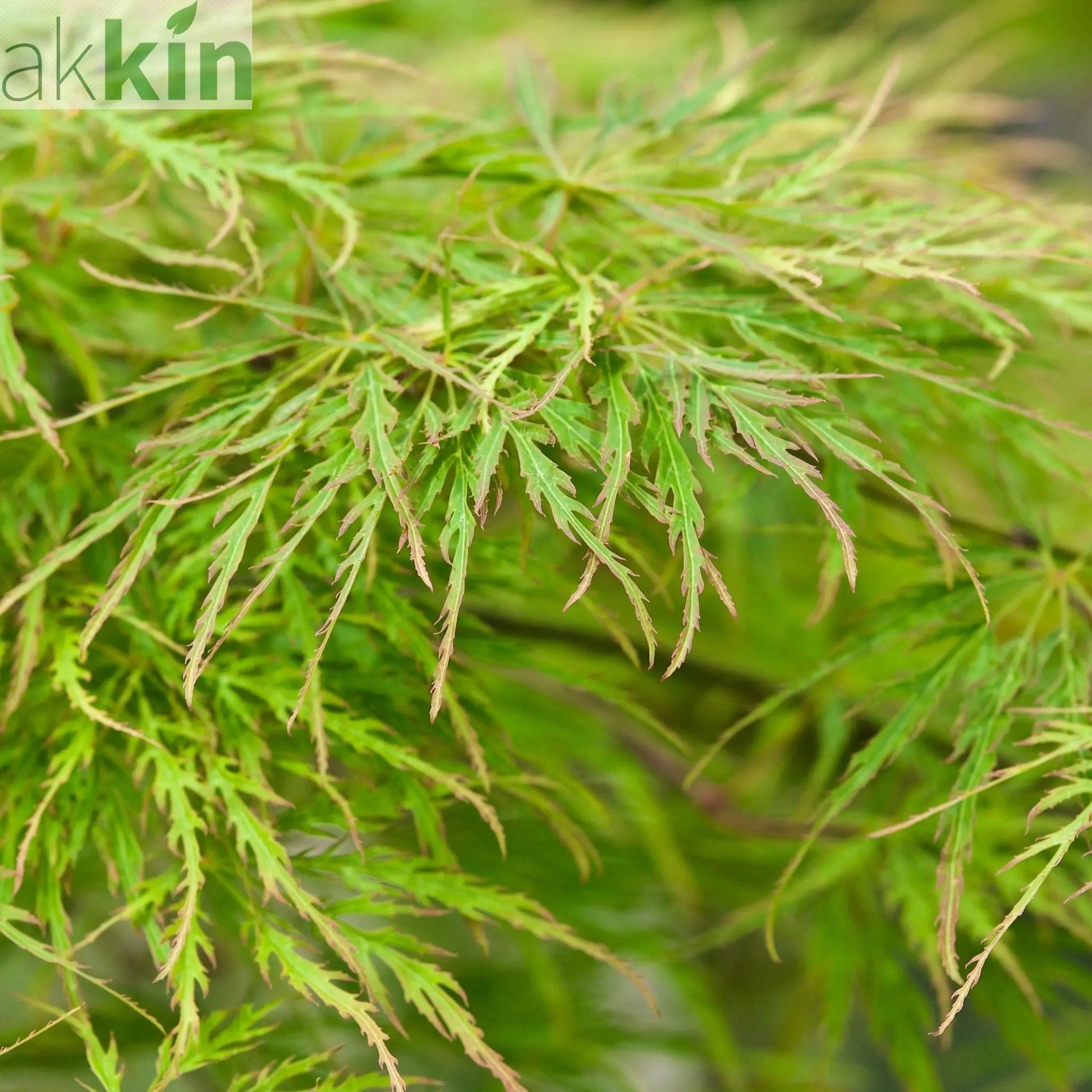 Acer palmatum Dissectum  65L 180cm One Click Plants