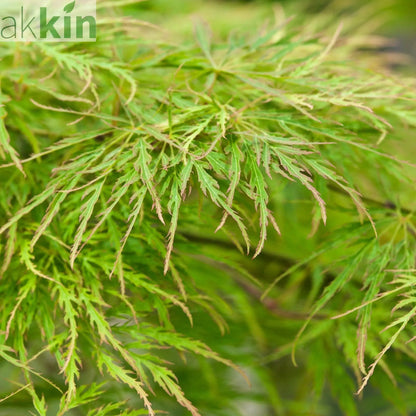 Acer palmatum Dissectum  65L 180cm One Click Plants