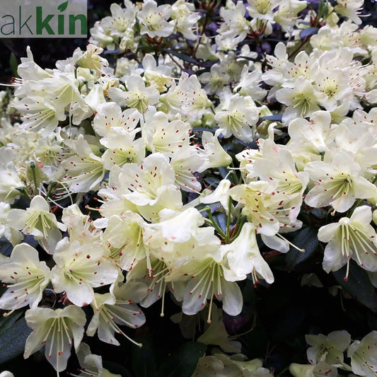 Azalea japonica Palestrina 5L One Click Plants