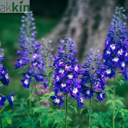 Delphinium Magic Fountain Dark Blue/White 9cm / 3L One Click Plants