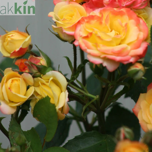 Rose Masquerade | Climbing Floribunda Rose | 4L Potted Rose (PRE ORDER DECEMBER '25) One Click Plants