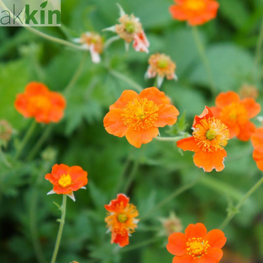 Geum Borisii 9cm One Click Plants