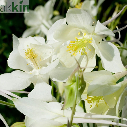 Aquilegia 'White Star' 1L One Click Plants