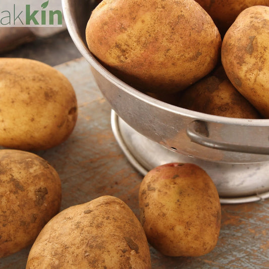 King Edward Seed Potatoes 2KG One Click Plants