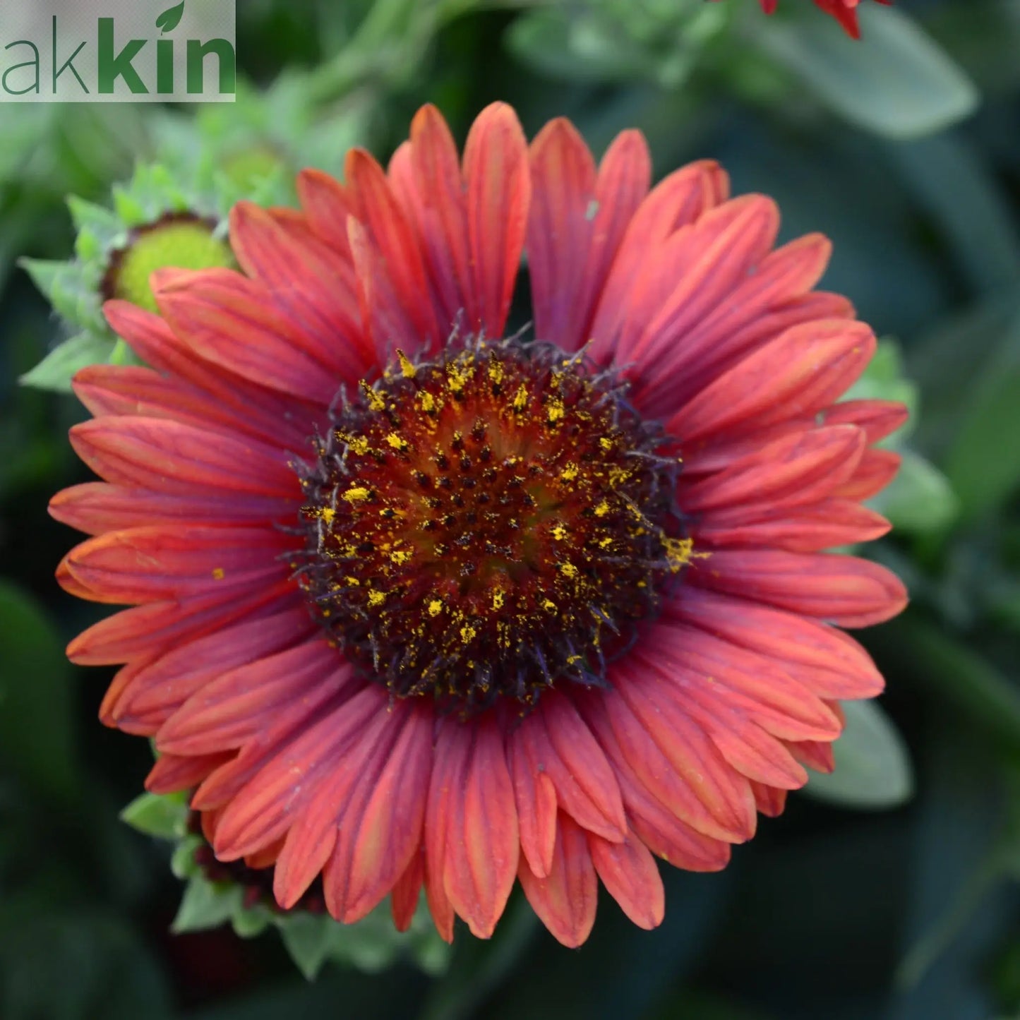 Gaillardia 'Mesa Red' 9cm Pot One Click Plants