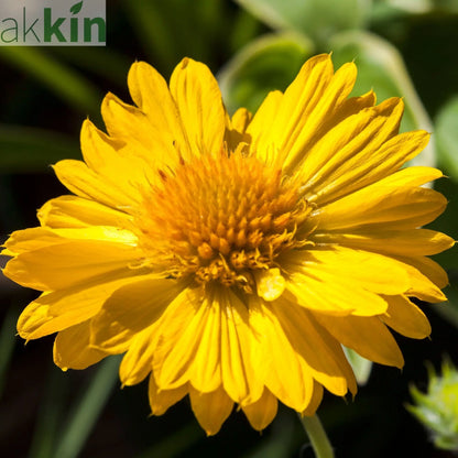 Gaillardia 'Mesa Yellow' 9cm / 2L One Click Plants