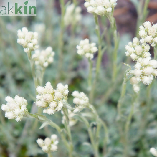 ANTENNARIA aprica Alba 9cm One Click Plants