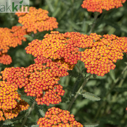 Achillea millefolium Peggy Sue 3L One Click Plants