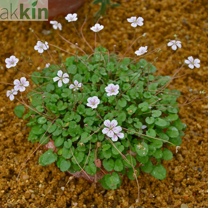 Erodium reichardii Album 9cm One Click Plants