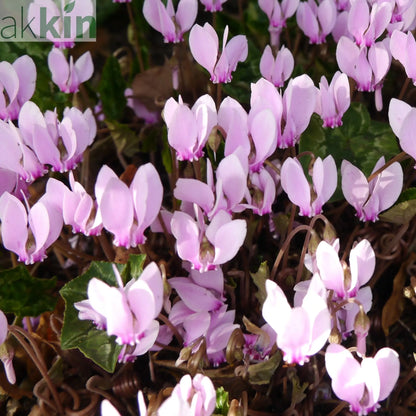 Hardy Cyclamen Pink (9cm Pot) One Click Plants