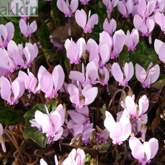 Hardy Cyclamen Pink (9cm Pot) One Click Plants