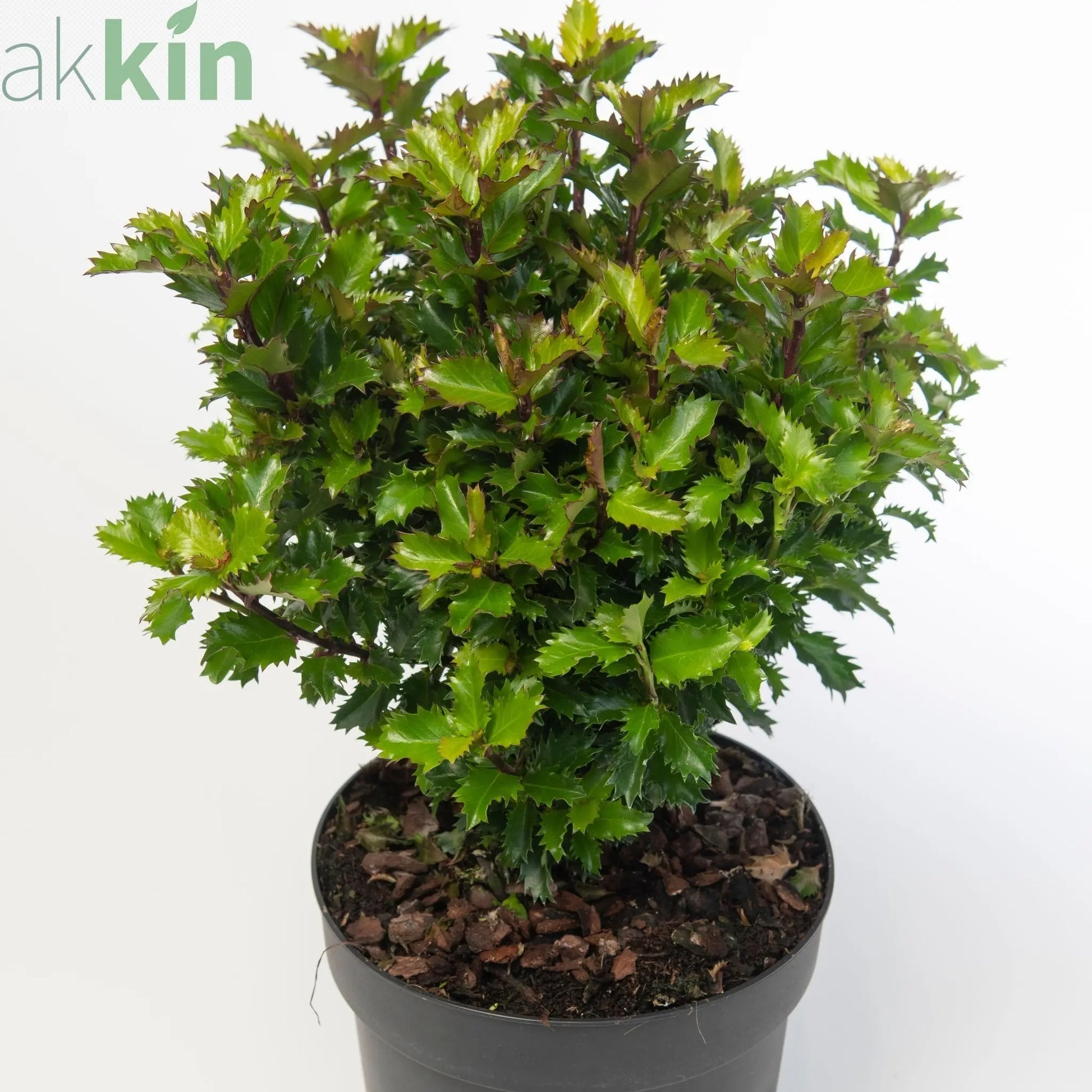Ilex meserveae 'Little Rascal' Holly 2L One Click Plants