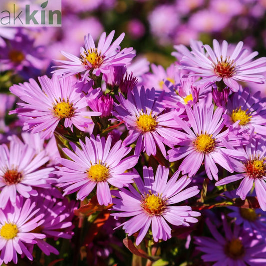 Aster dumosus Light Pink 9cm One Click Plants