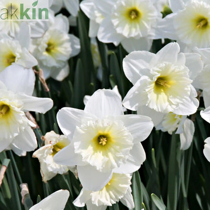 Narcissi Scented White Mix | Dwarf White Daffodil Bulbs (8 Bulbs) One Click Plants