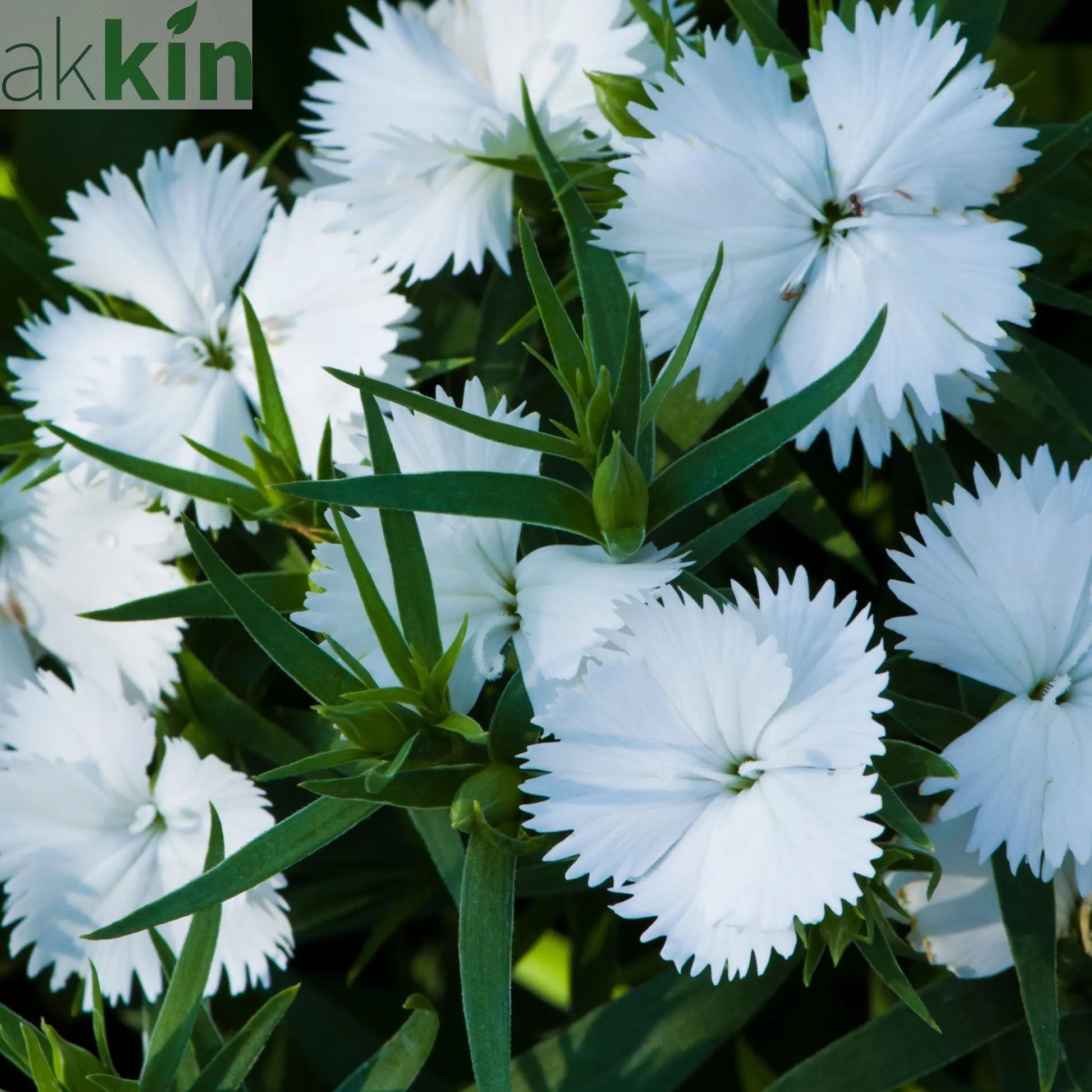 Dianthus x allwoodii 'Mojito' 9cm One Click Plants