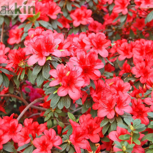 Azalea 'Gorbella Rood' 2L One Click Plants