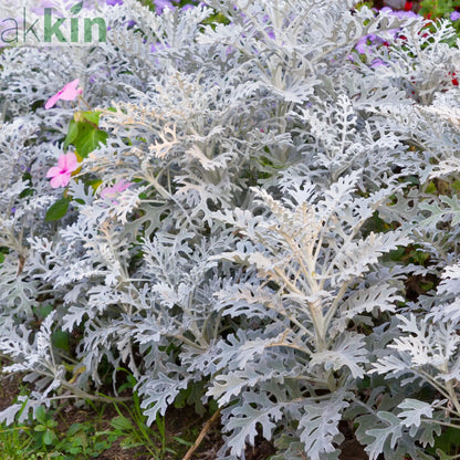 3 x Cineraria 'Silver Dust' (9cm Pots) One Click Plants