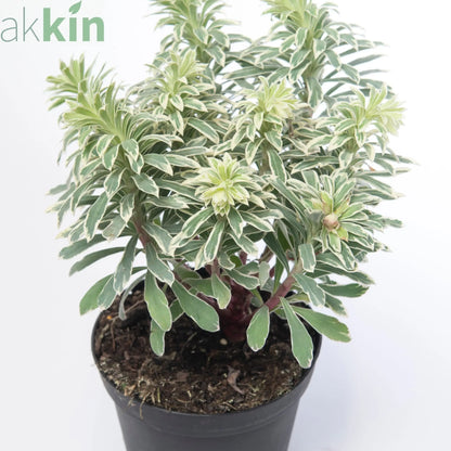 Euphorbia characias 'Silver Swan' 2L One Click Plants