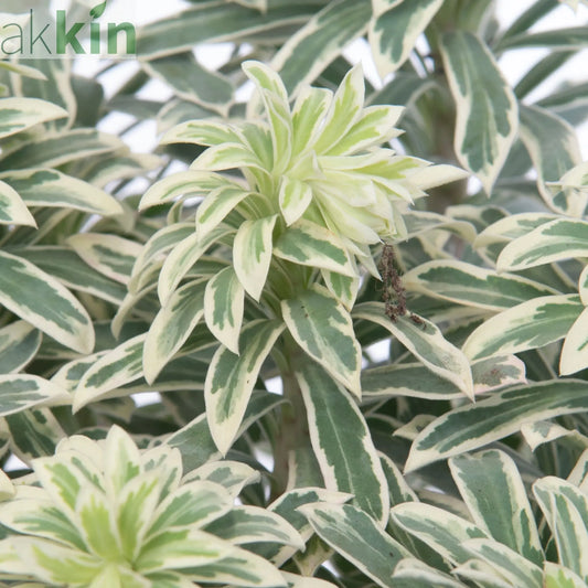 Euphorbia characias 'Silver Swan' 2L One Click Plants