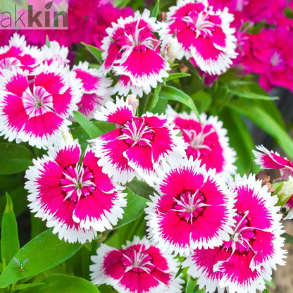 Dianthus 'Barbatus' 1.5L One Click Plants