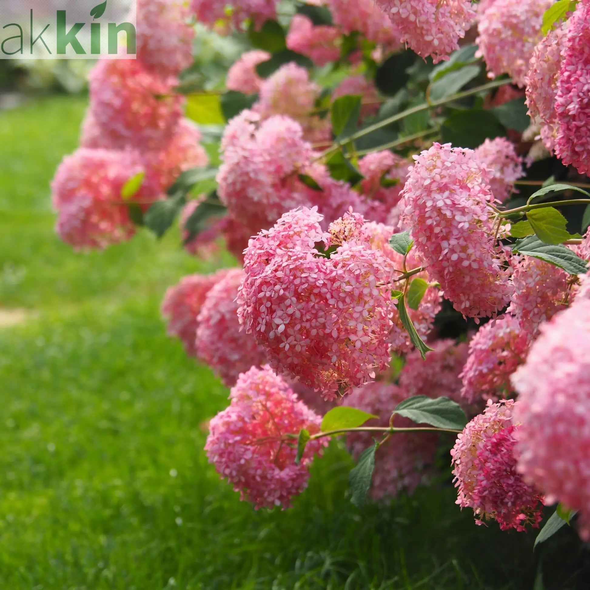 Hydrangea arborescens 'Strong Annabelle Pink' 3L One Click Plants