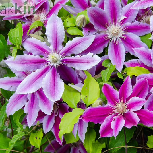 Clematis 'Doctor Ruppel' 70cm One Click Plants