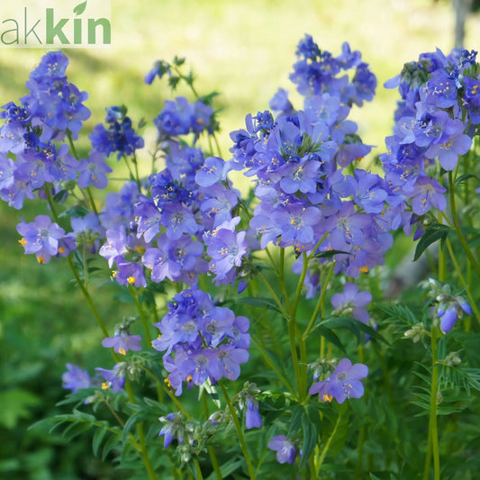 Polemonium 'Hurricane Ridge' 2L One Click Plants