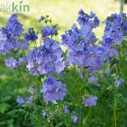 Polemonium 'Hurricane Ridge' 2L One Click Plants