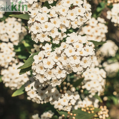 Viburnum tinus 2L / 5L One Click Plants