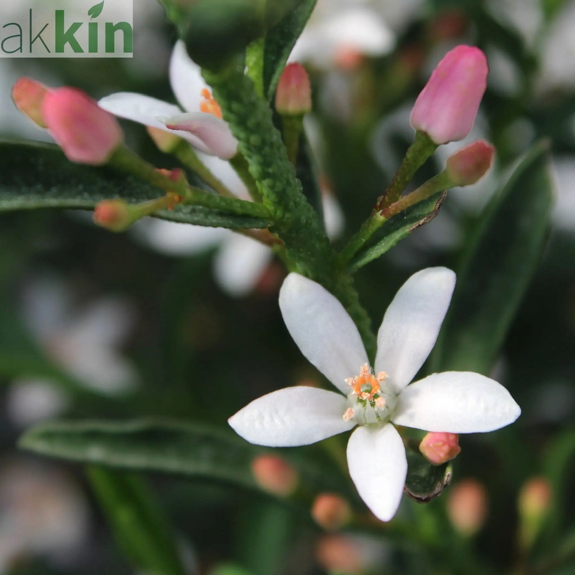 Eriostemon 'Flower Girl White' 2L One Click Plants