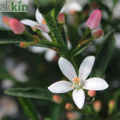 Eriostemon 'Flower Girl White' 2L One Click Plants