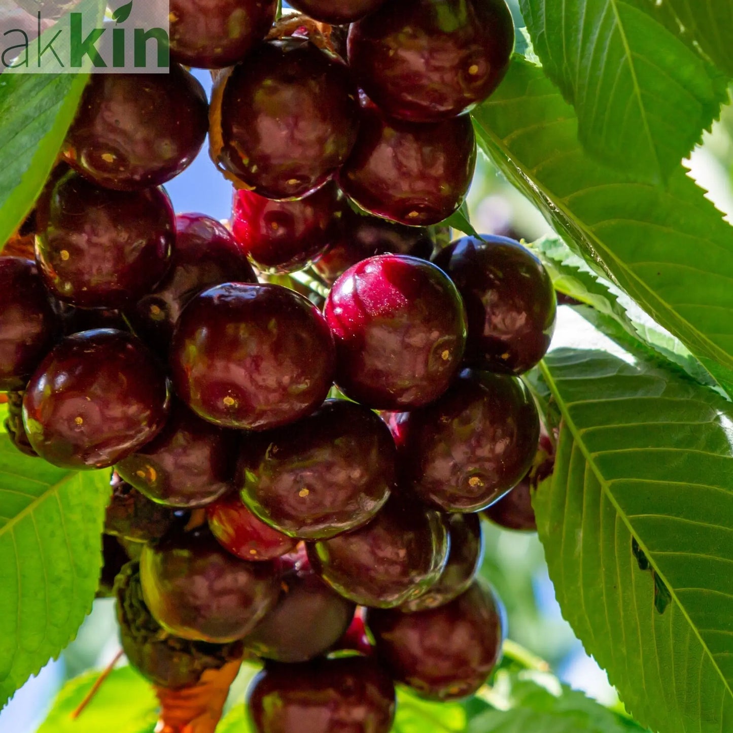 Dwarf Patio Cherry Tree 'Hedelfinger' 1M One Click Plants