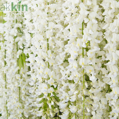 Wisteria sinensis 'Alba' 2L 100-120cm One Click Plants