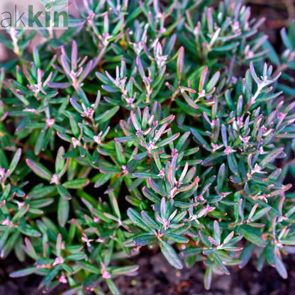 Andromeda 'Blue Ice' 9cm One Click Plants