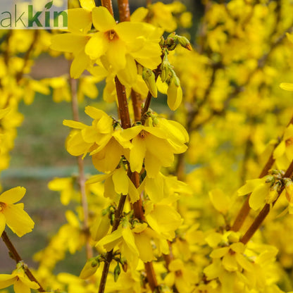 Forsythia x intermedia 'Weekend' 1L One Click Plants
