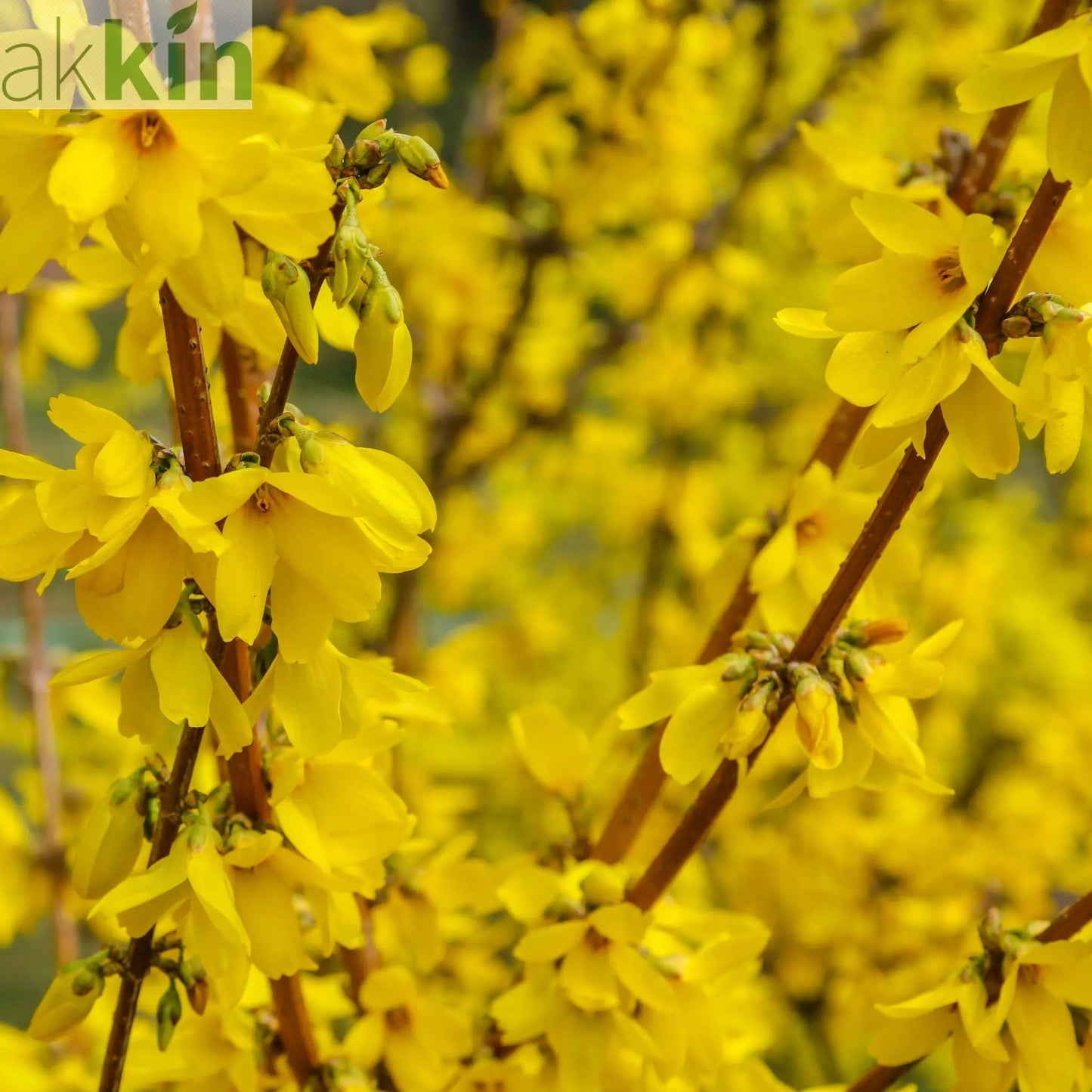 Forsythia x intermedia 'Minigold' 1L/2L One Click Plants