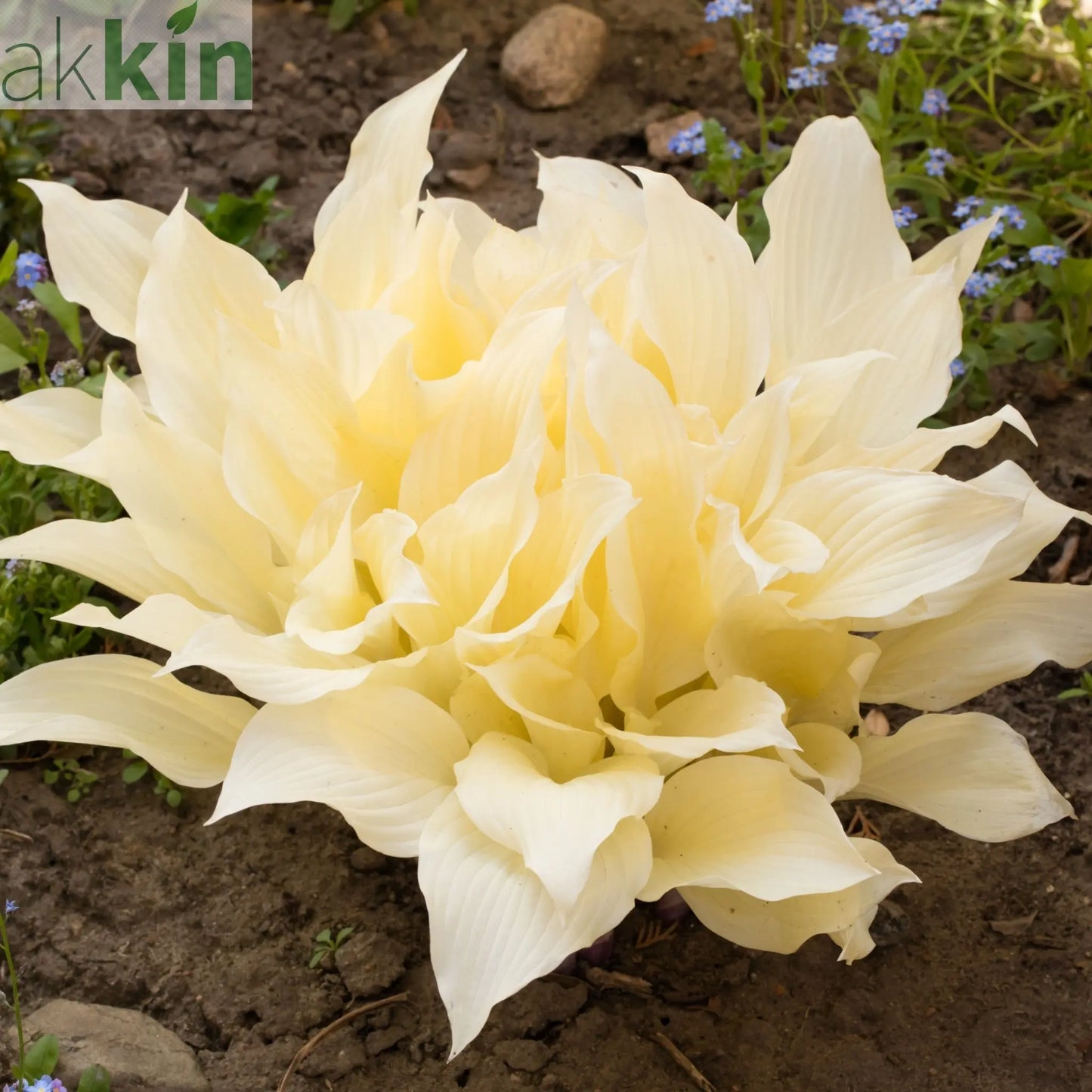 Hosta 'White Feather 2L One Click Plants