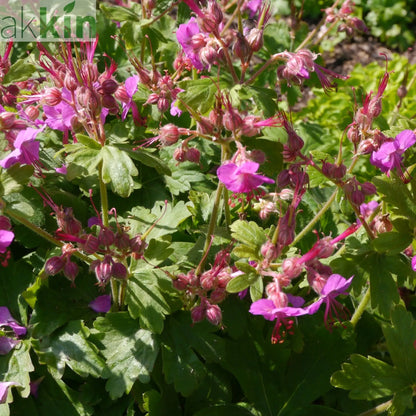 Geranium Bevan's Variety 2L One Click Plants